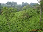wonosari_tea_plantat_3c2275