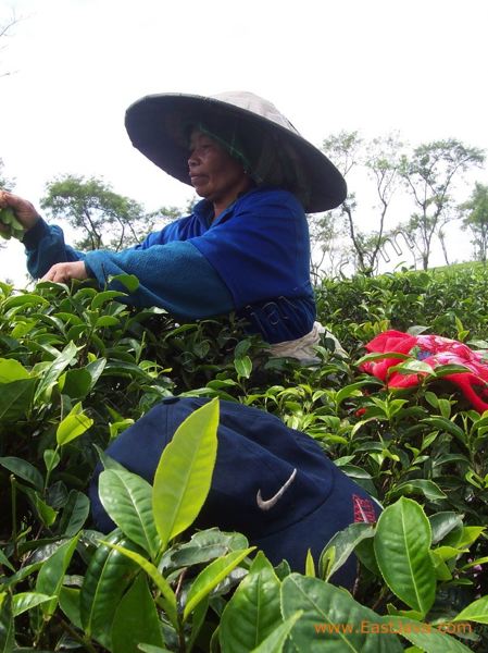 wonosari_tea_plantat_3c2272.jpg