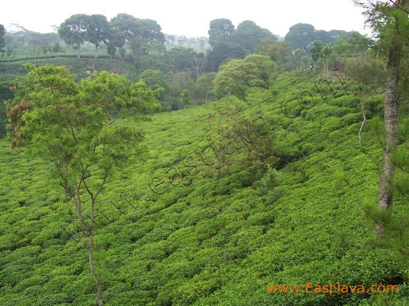 wonosari_tea_plantat_3c2275.jpg