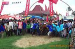 bull_race_madura_indonesia
