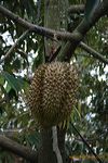 bakti_alam_agro_pasu_3c2495