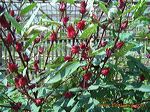 condido_agro_herbal__3c24b0