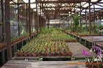 sien_orchid_pasuruan_3c24ee