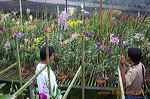 sien_orchid_pasuruan_3c24f4