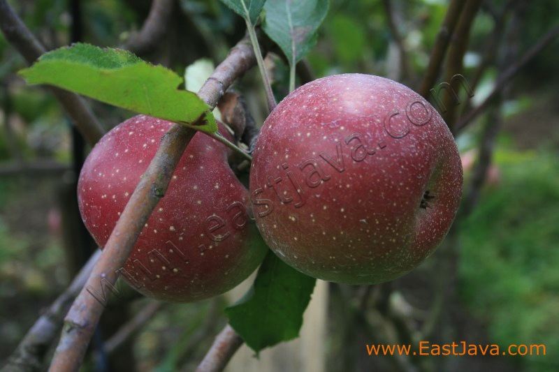 apple_agro_tourism_p_3c248d.jpg
