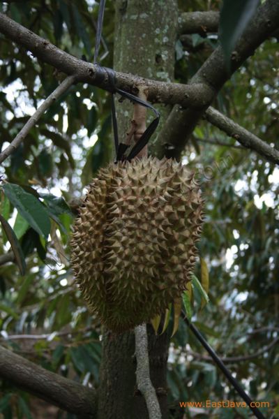bakti_alam_agro_pasu_3c2495.jpg