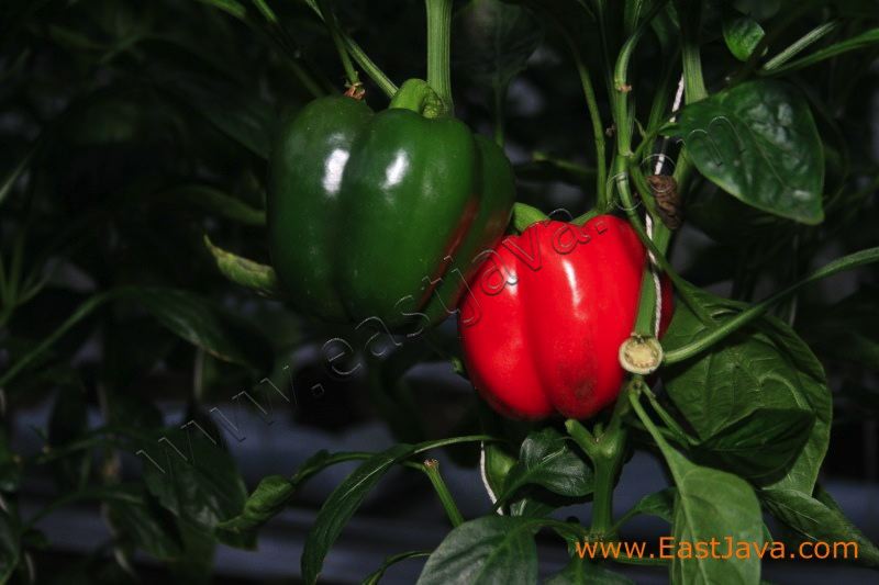 bakti_alam_agro_pasu_3c249a.jpg