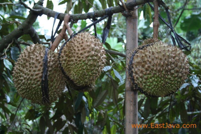 bakti_alam_agro_pasuruan_3.jpg