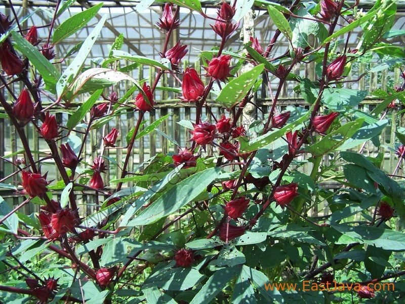 condido_agro_herbal__3c24b0.jpg