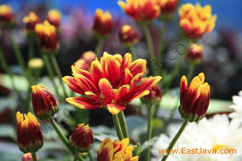 flora_hill_nongkojaj_3c24ca.jpg