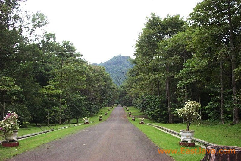 purwodadi_botanical__3c24e5.jpg