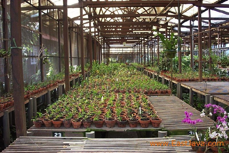 sien_orchid_pasuruan_3c24ee.jpg