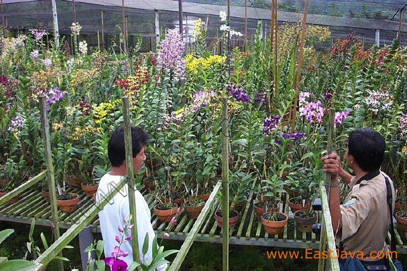 sien_orchid_pasuruan_3c24f4.jpg