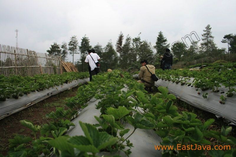 strawberry_garden_pa_3c24f6.jpg