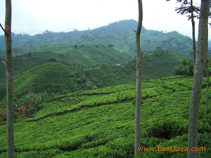 andung_biru_tea_plan_3c2620.jpg