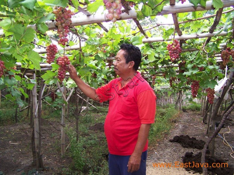 grape_garden_proboli_3c2630.jpg