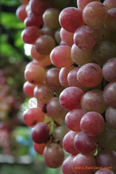 grape_garden_probolinggo.jpg