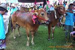 bull_race_madura_east_java