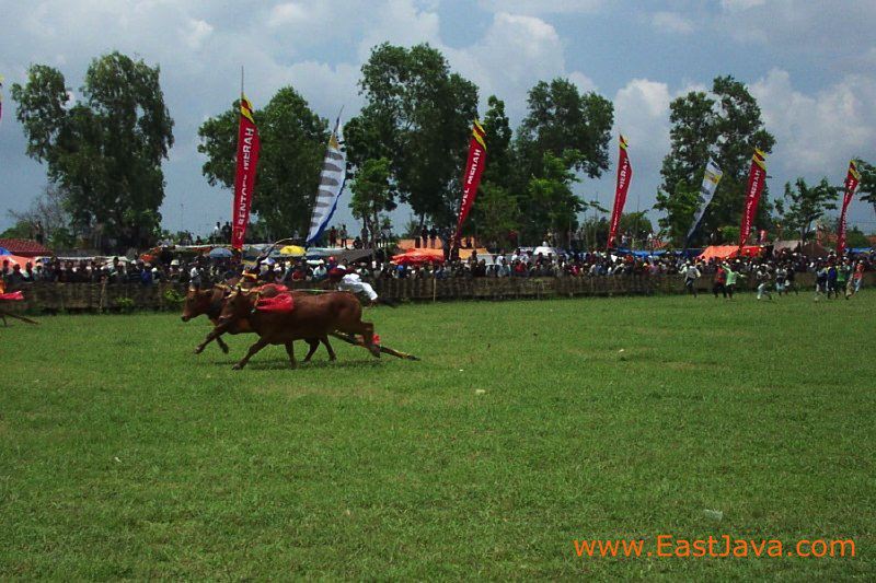 bull_race_madura_ind_3c2670.jpg