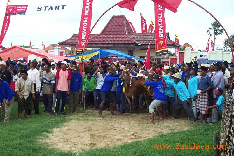 bull_race_madura_indonesia.jpg