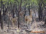baluran_national_par_3c2718