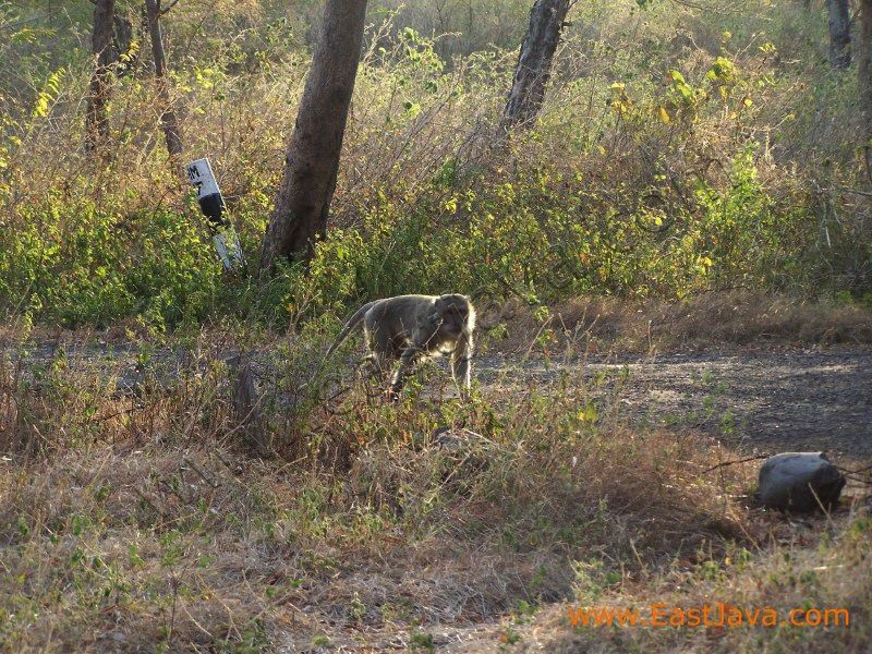 baluran_national_par_3c2716.jpg