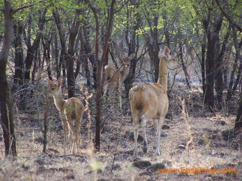 baluran_national_par_3c2718.jpg