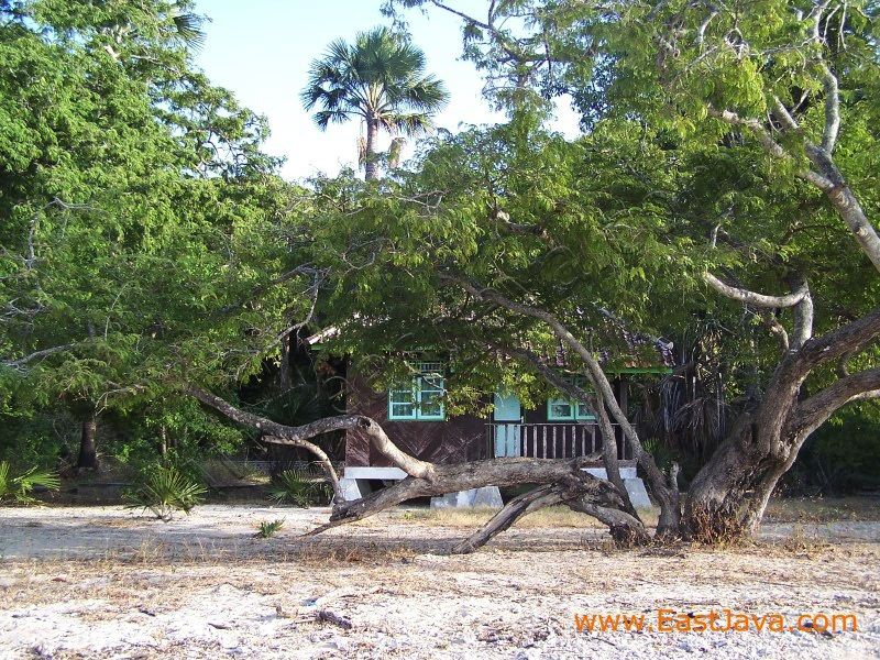 bama_beach_banyuwang_3c271c.jpg