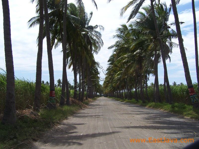 banongan_beach_situbondo_1.jpg