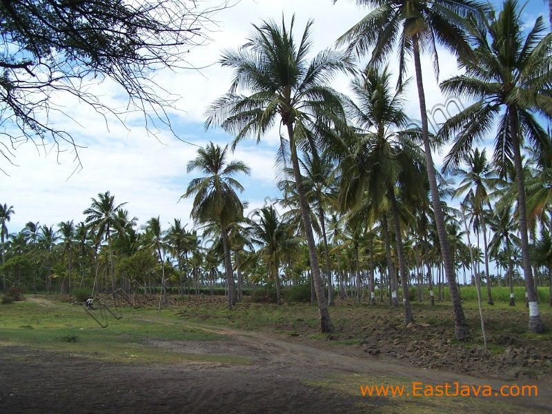 banongan_beach_situbondo_3.jpg