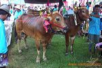 karapan_sapi_madura_1