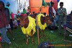 karapan_sapi_madura_3