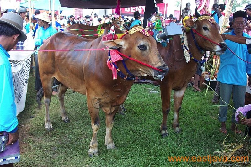 karapan_sapi_madura_1.jpg