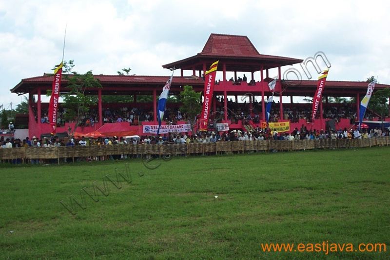 karapan_sapi_madura_2.jpg