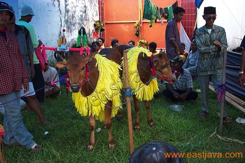 karapan_sapi_madura_3.jpg