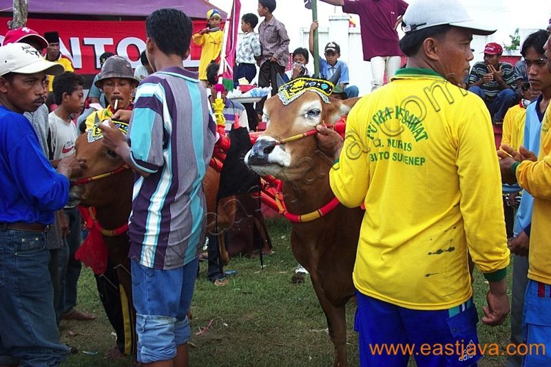 karapan_sapi_madura_4.jpg