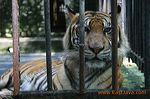 zoo_surabaya_indonesia_2