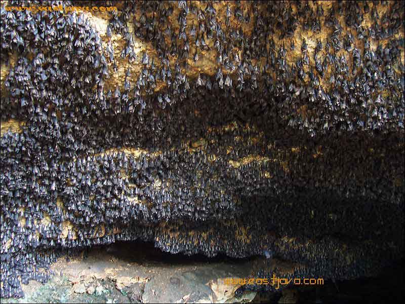 goa-ngerong-5.jpg