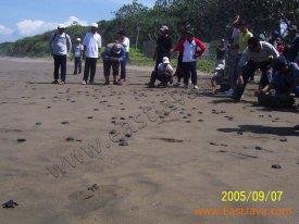 ngagelan_turtle_hatchery.jpg