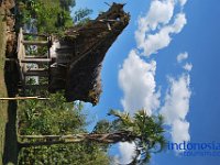 edelweis-expedisi-toraja-140