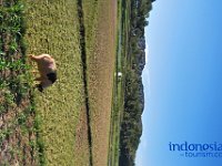 edelweis-expedisi-toraja-200