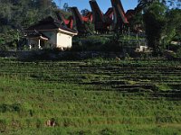 edelweis-expedisi-toraja-216