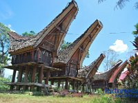 edelweis-expedisi-toraja-64