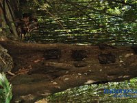 edelweis-expedisi-toraja-85