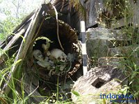 peu-toraja-04