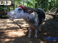 rambu-solo-tana-toraja-02