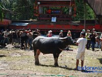 rambu-solo-tana-toraja-11