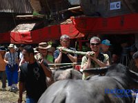 rambu-solo-tana-toraja-13