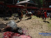 rambu-solo-tana-toraja-21