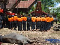 rambu-solo-tana-toraja-36